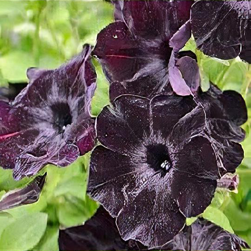 Sweetunia Black Satin