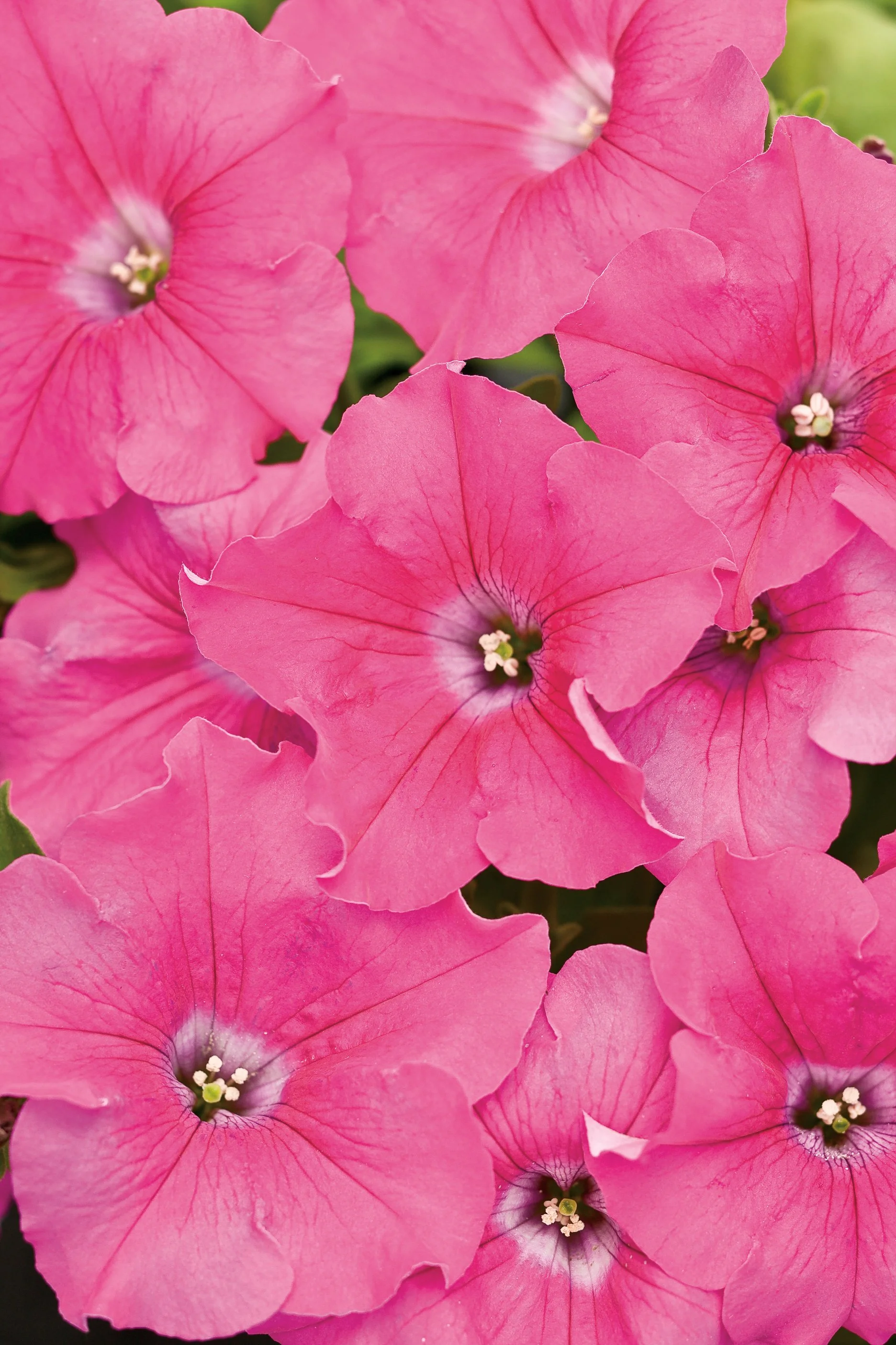 Supertunia Vista Giant Pink