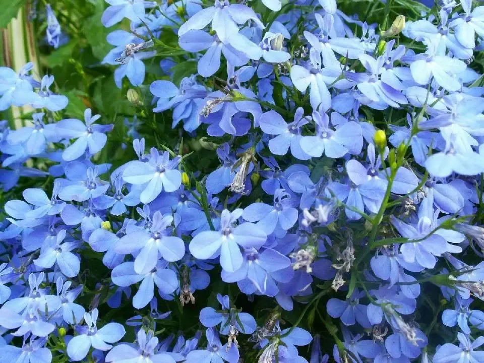 Lobelia Regretta Blue Sky