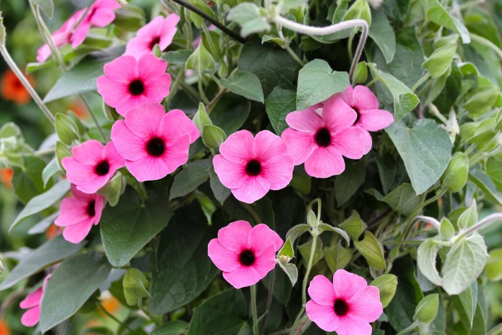 Thunbergia Sunny Susy Rose Sensation