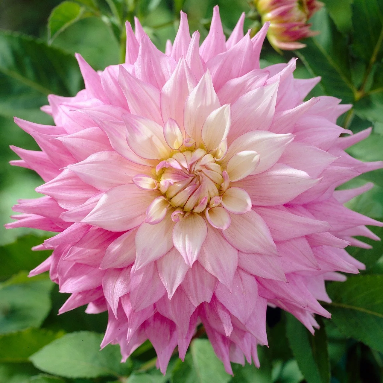 Dinnerplate Sir Alf Ramsey