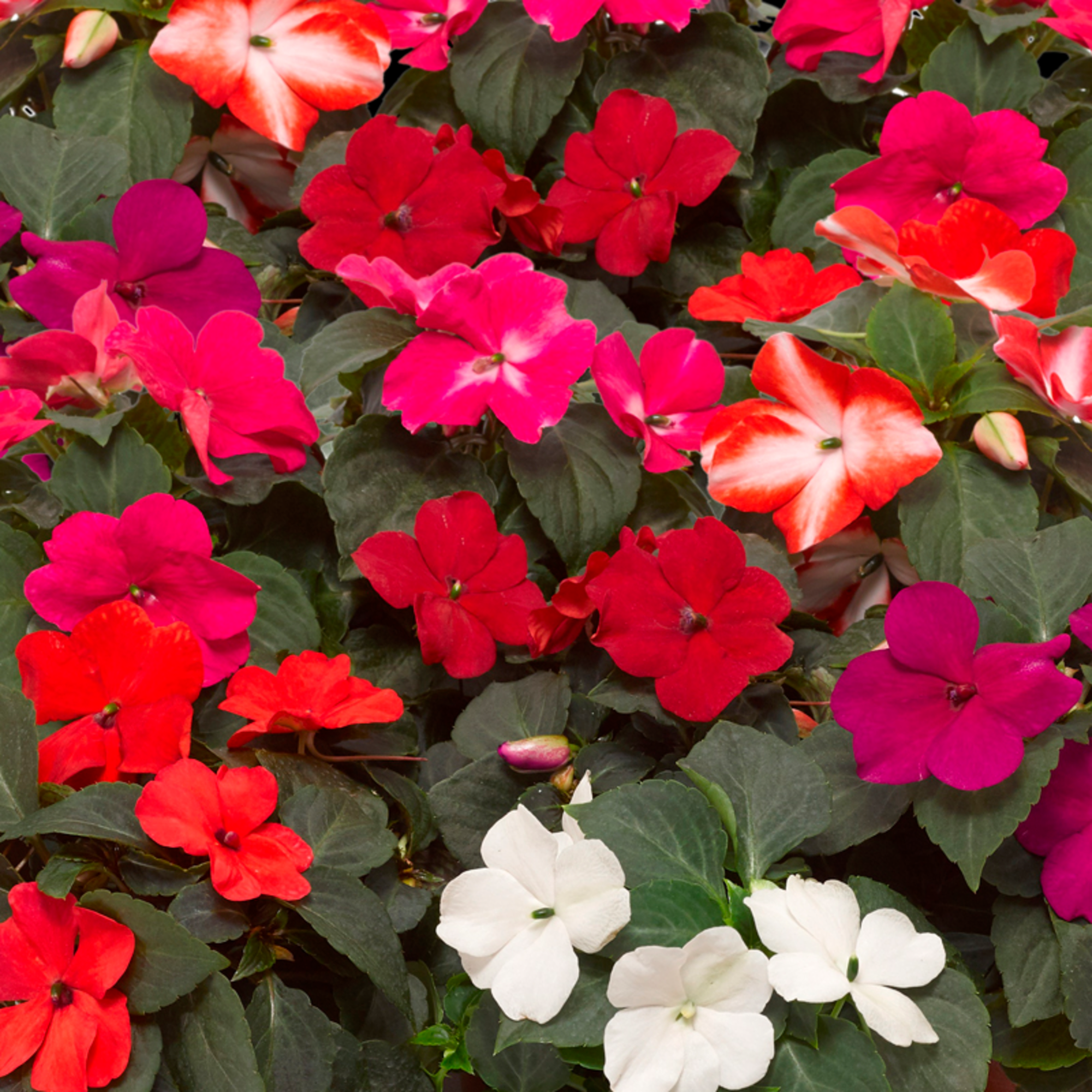 Impatiens Imara XDR Hot Mix