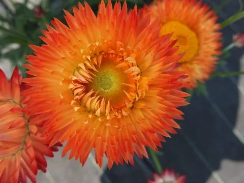Bracteantha Granvia Orange Flame