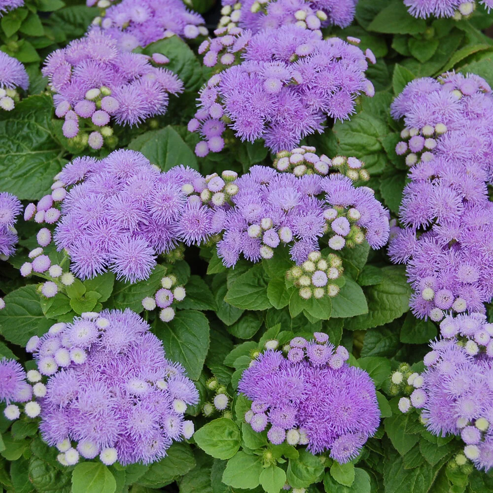 Ageratum Aloha Blue