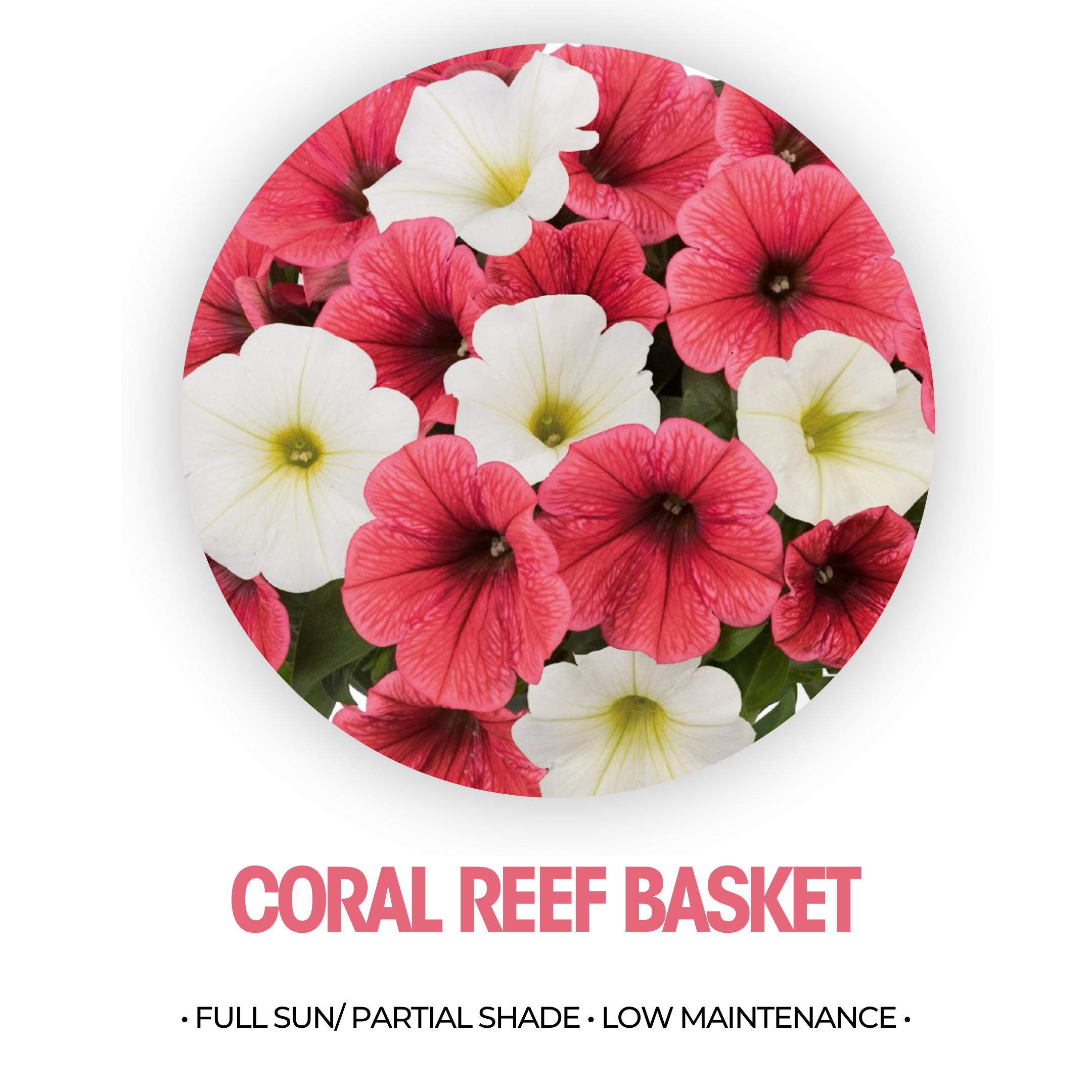 Coral Reef Basket