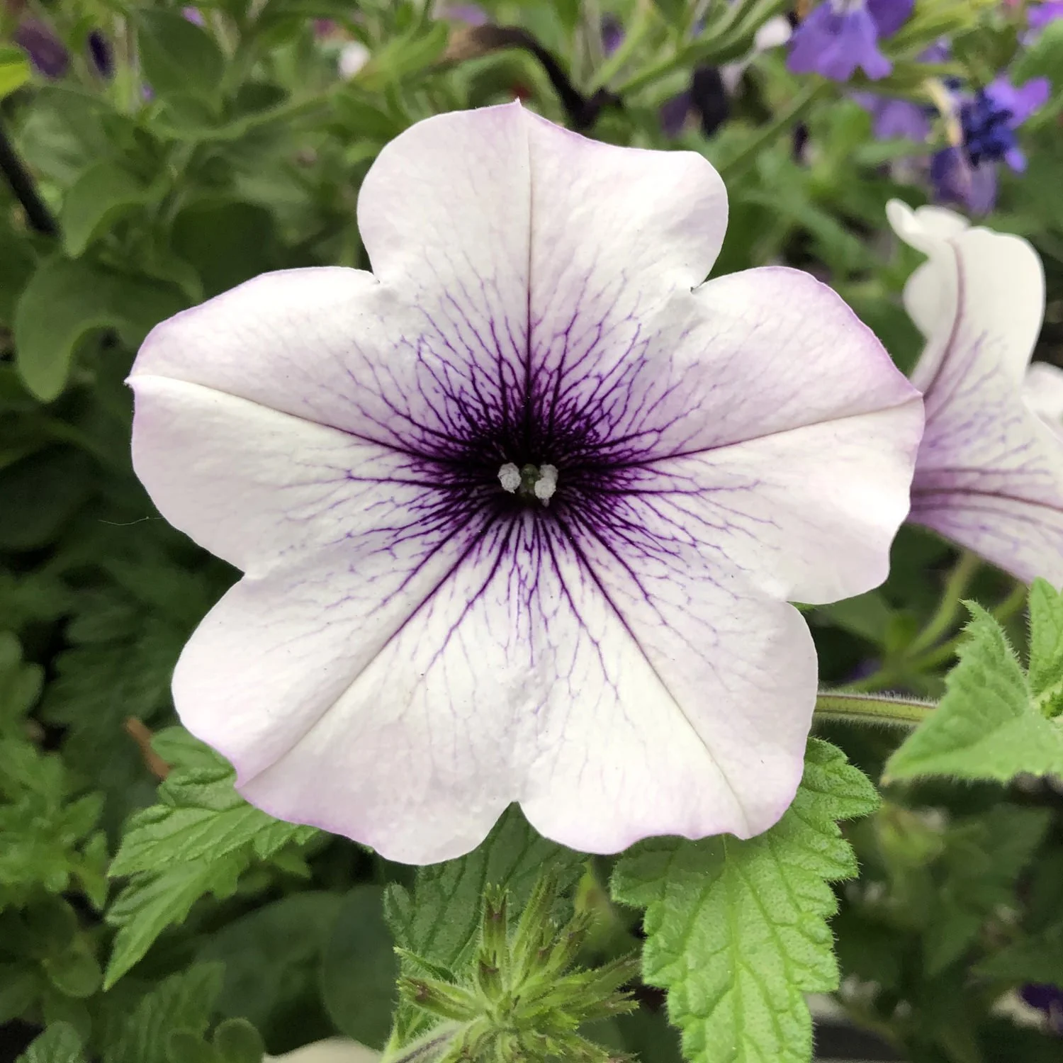 Supertunia Blue Vein