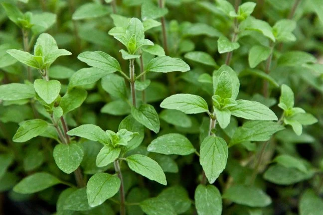 Oregano Italian