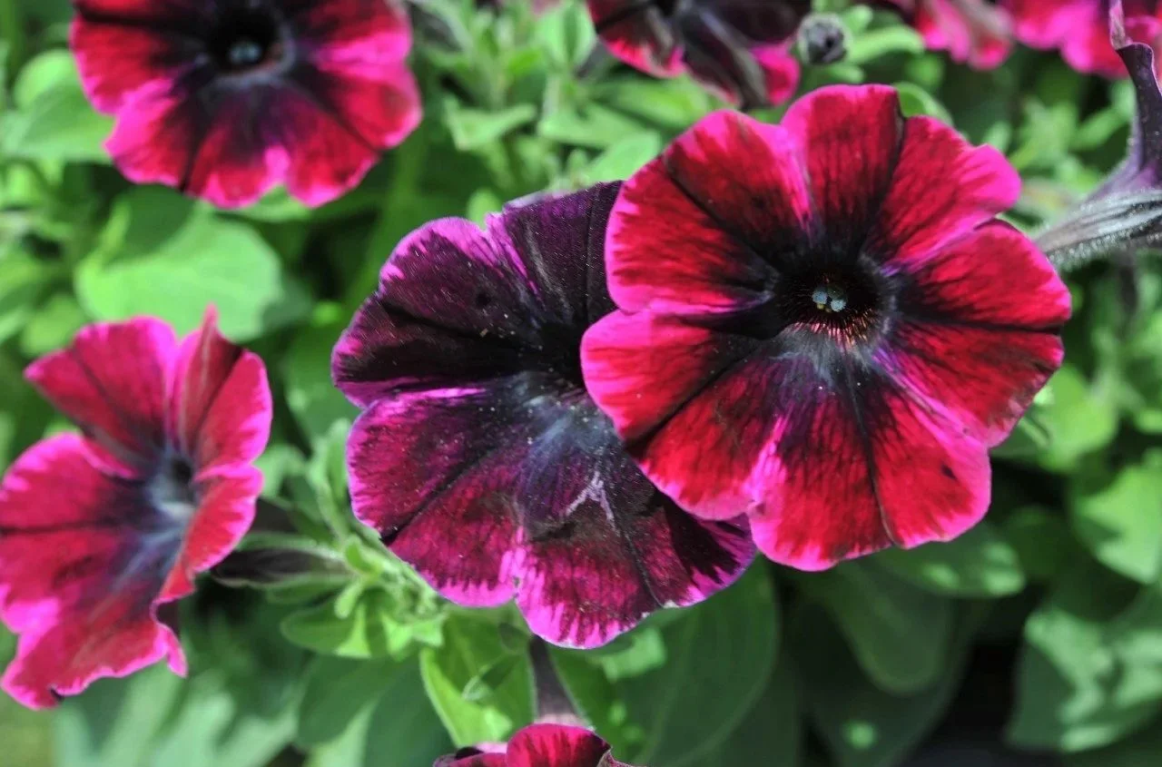 Sweetunia Johnny Flame