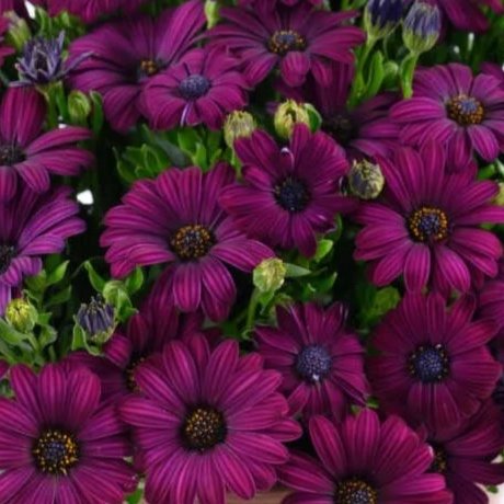 Besties Devoted Purple