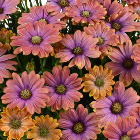 Besties Dynamic Bicolor