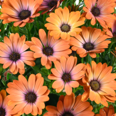 Besties Inspiring Orange