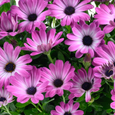 Besties Optimistic Pink