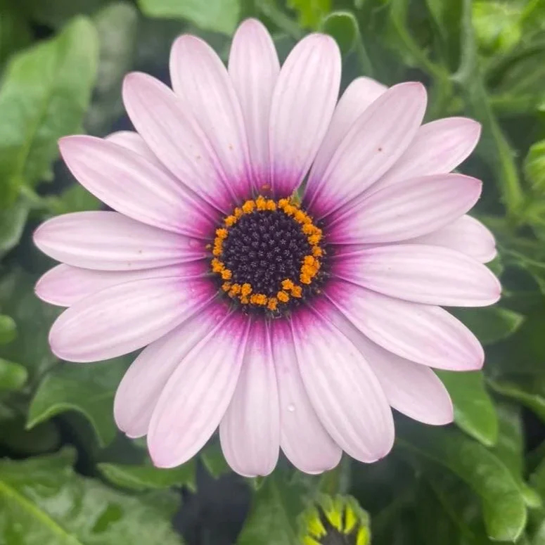 Gelato Pink Surprise