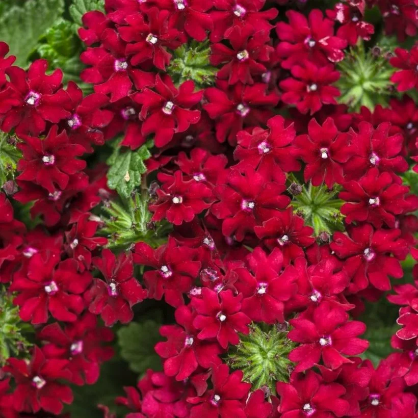 Superbena Royal Romance