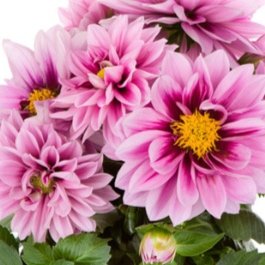 LaBella Med Fun Raspberry