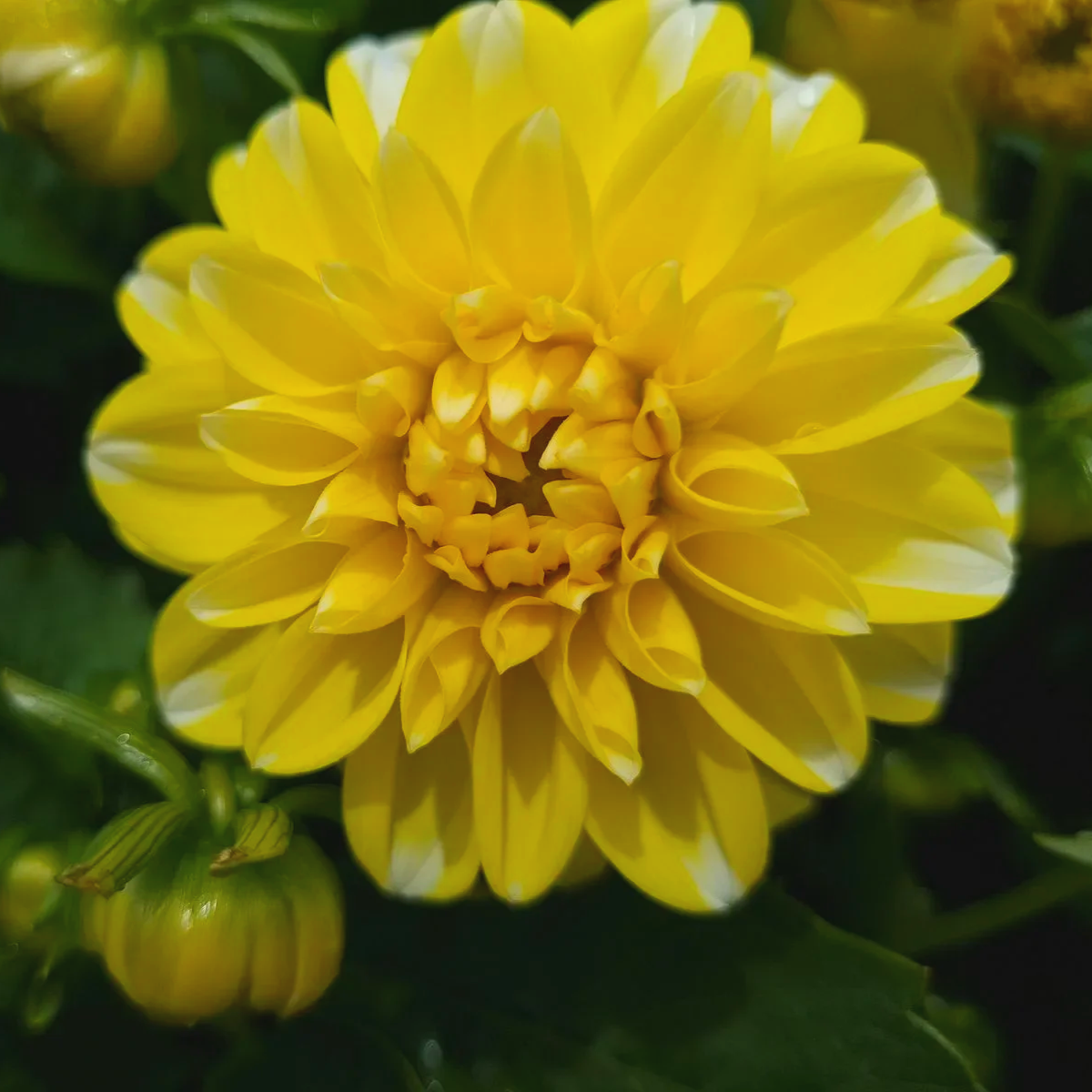 LaBella Med Fun Yellow Blush