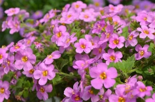 Bacopa Scopia Gulliver Pink