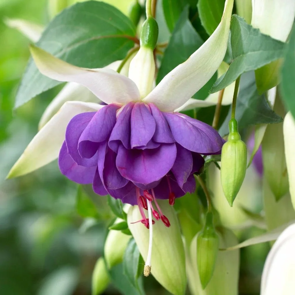 Fuchsia Blue Angel