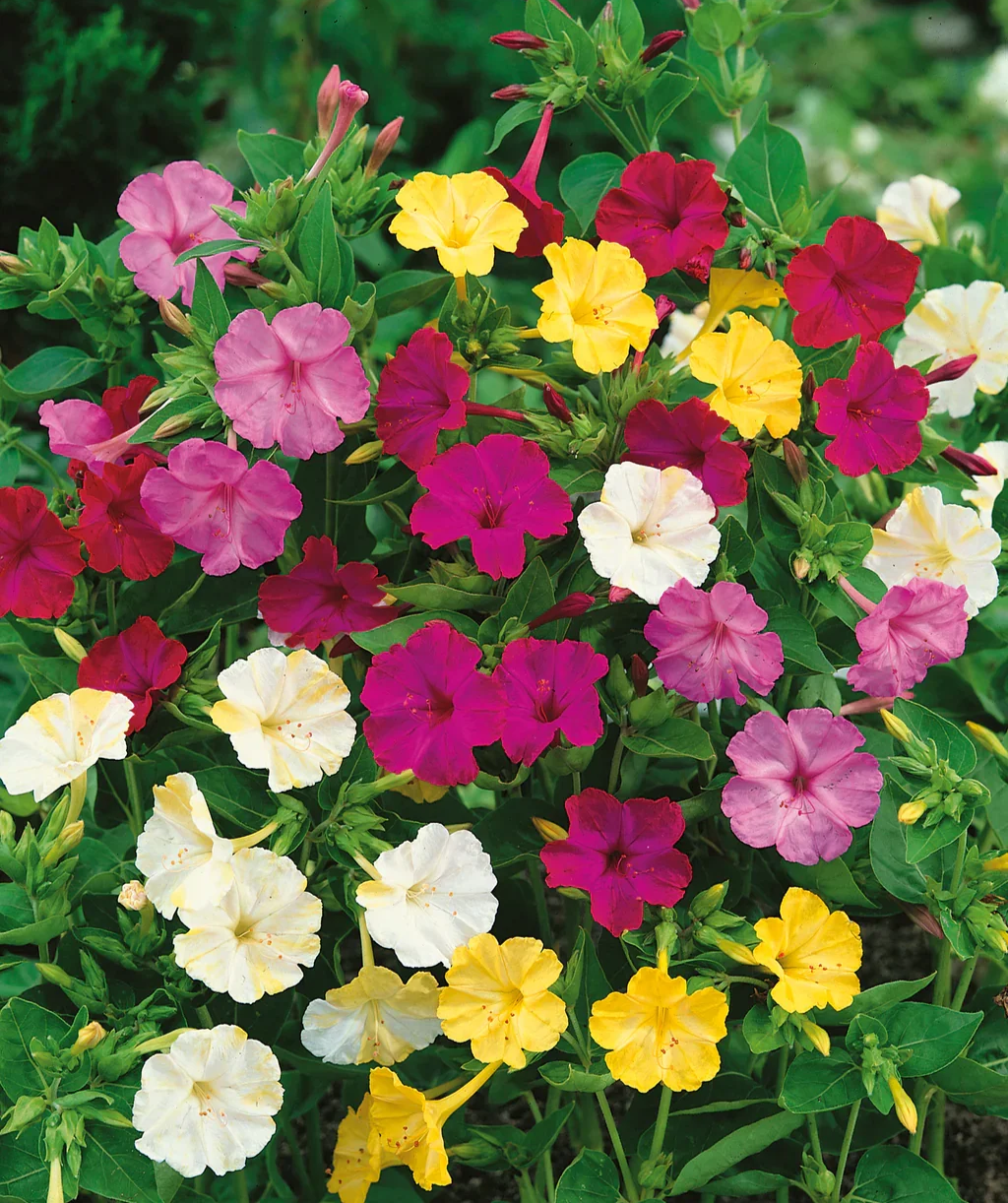 Marvel of Peru - Mixed