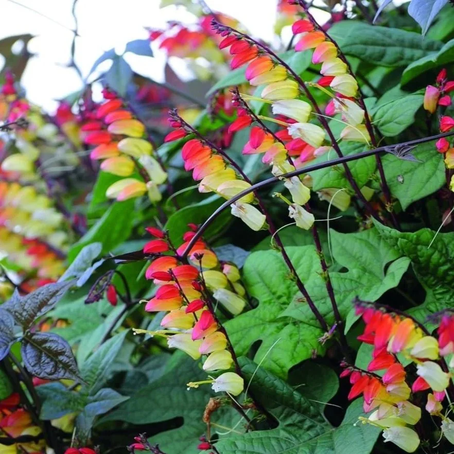 Mina Lobata Jungle Queen