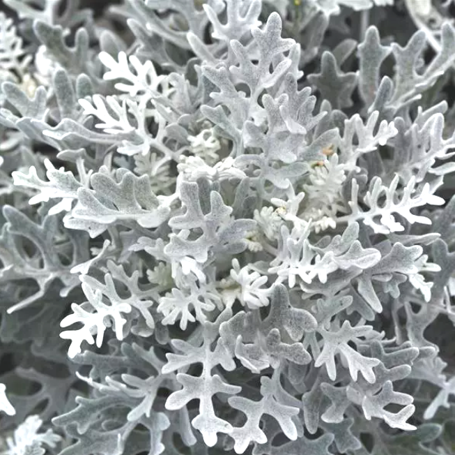 Dusty Miller