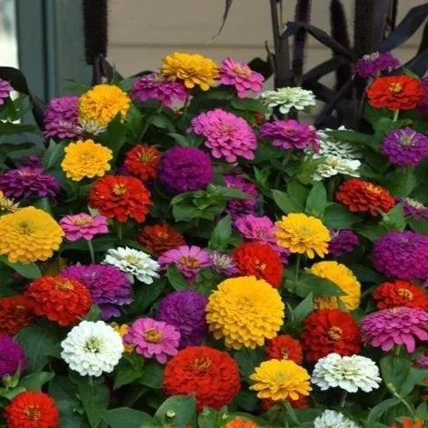 Zinnia Elegans Zesty Mix