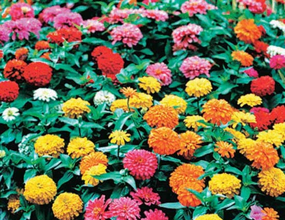 Zinnia Elegans Magellan Mix