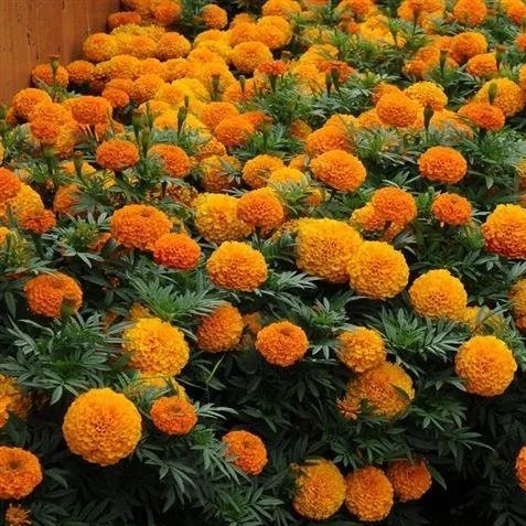 Marigold Taishan Orange