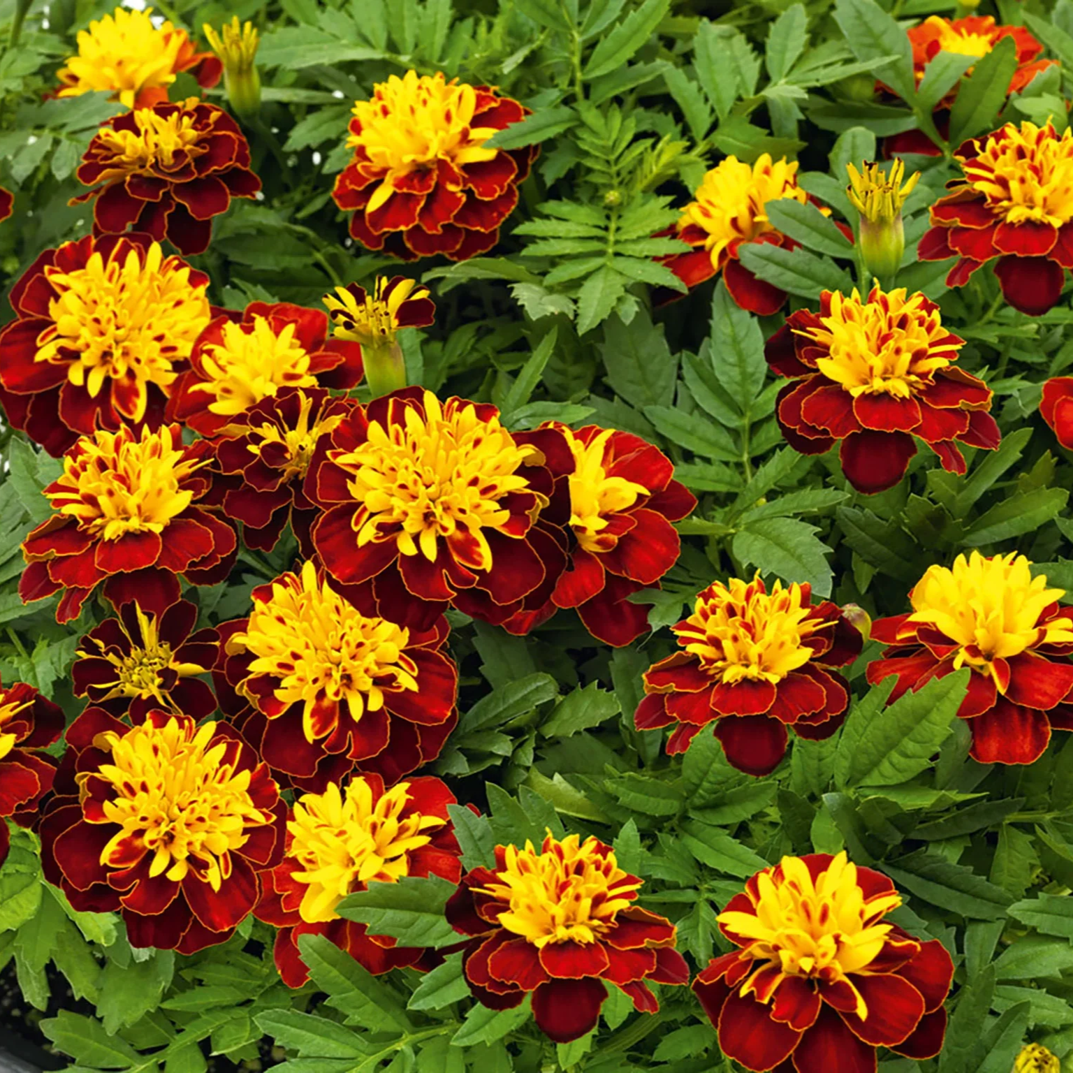 Marigold Super Hero Spry