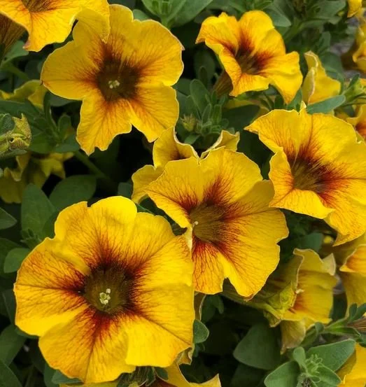 Supercal Premium Caramel Yellow