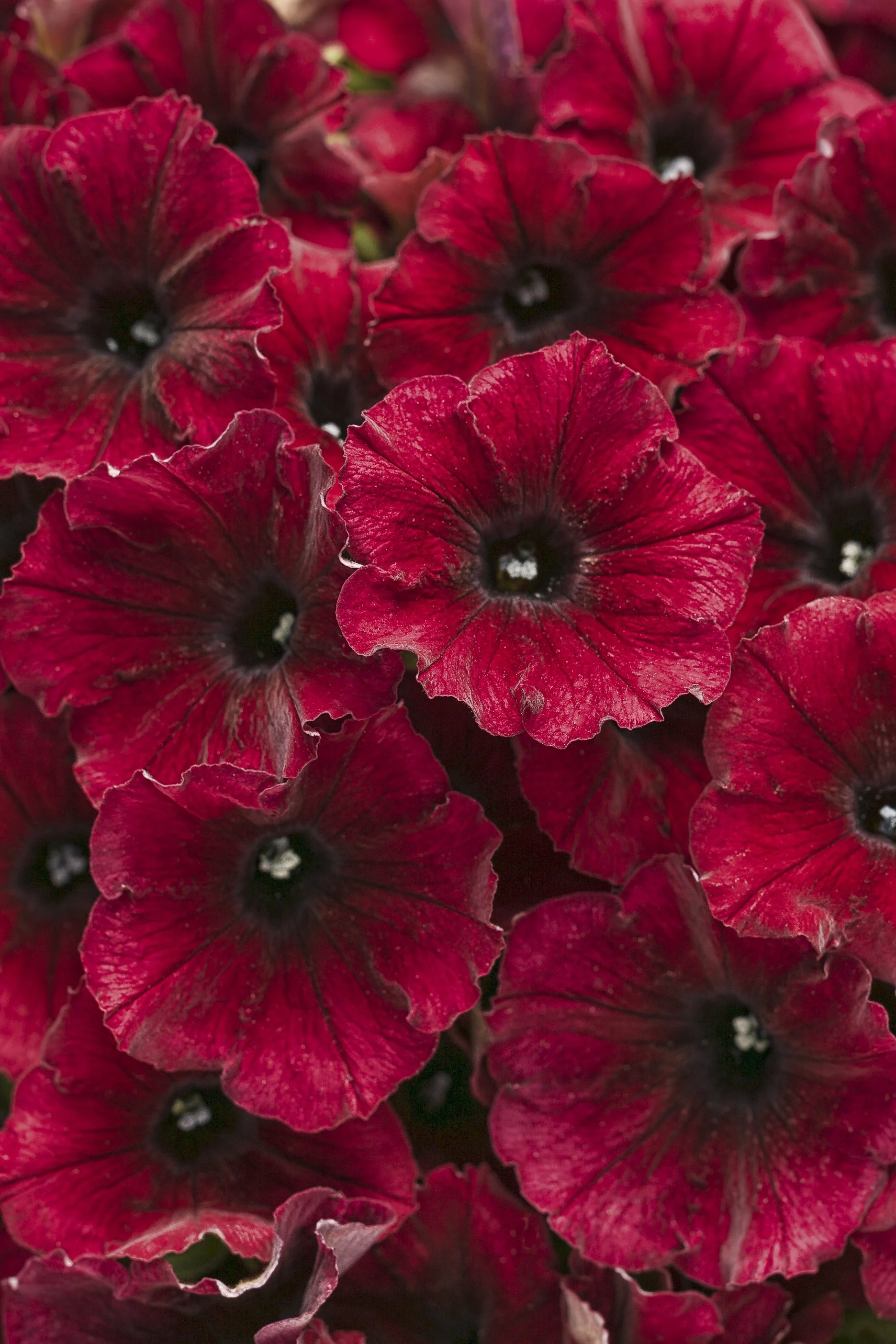Supertunia Black Cherry