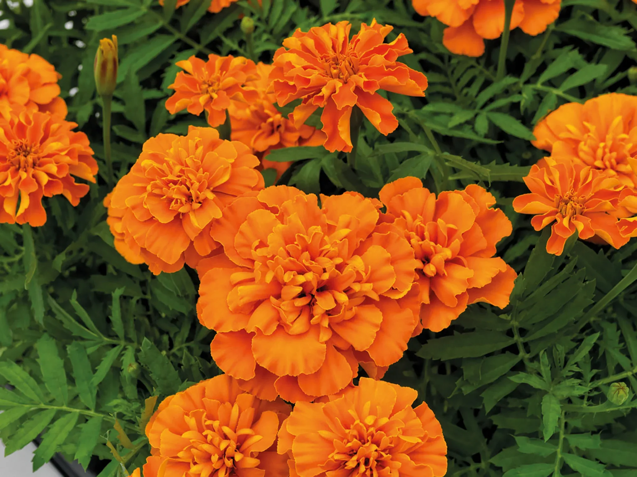 Marigold Super Hero Deep Orange