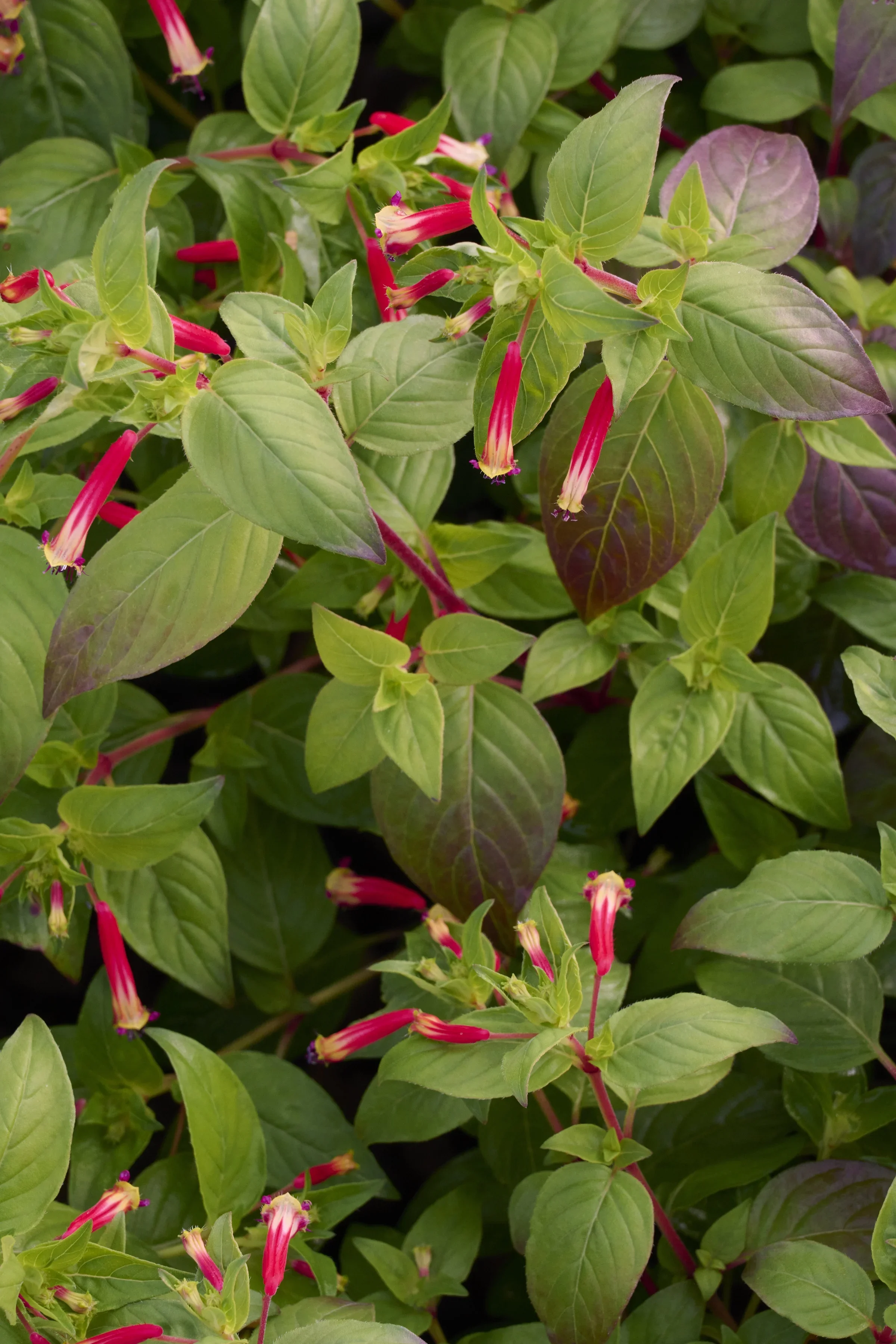 Cuphea ignea Hummingbird Lunch