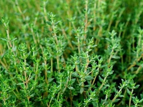 Thyme French