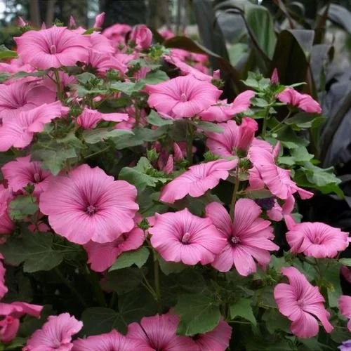 Lavatera Hot Pink