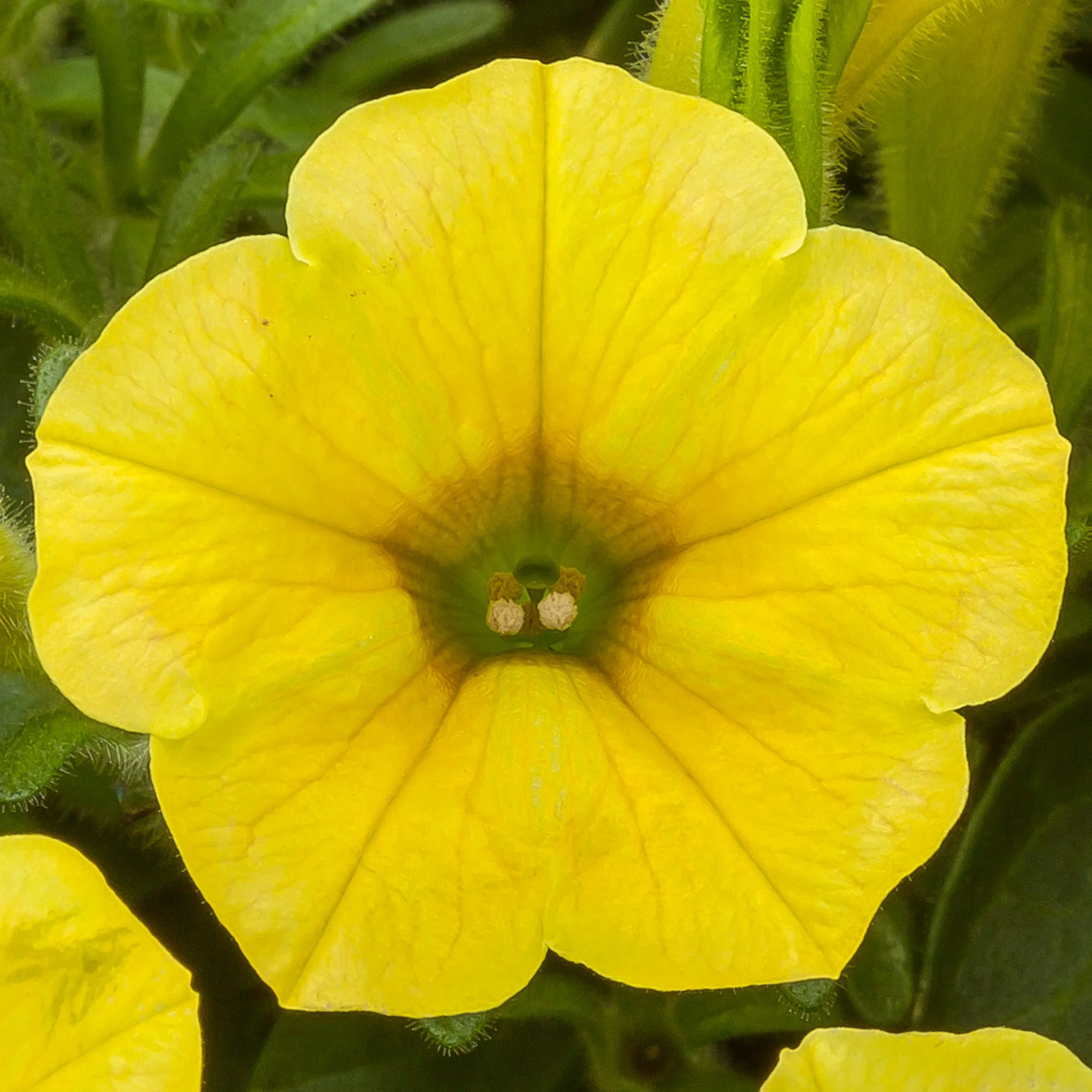 Petunias Dekko Banana