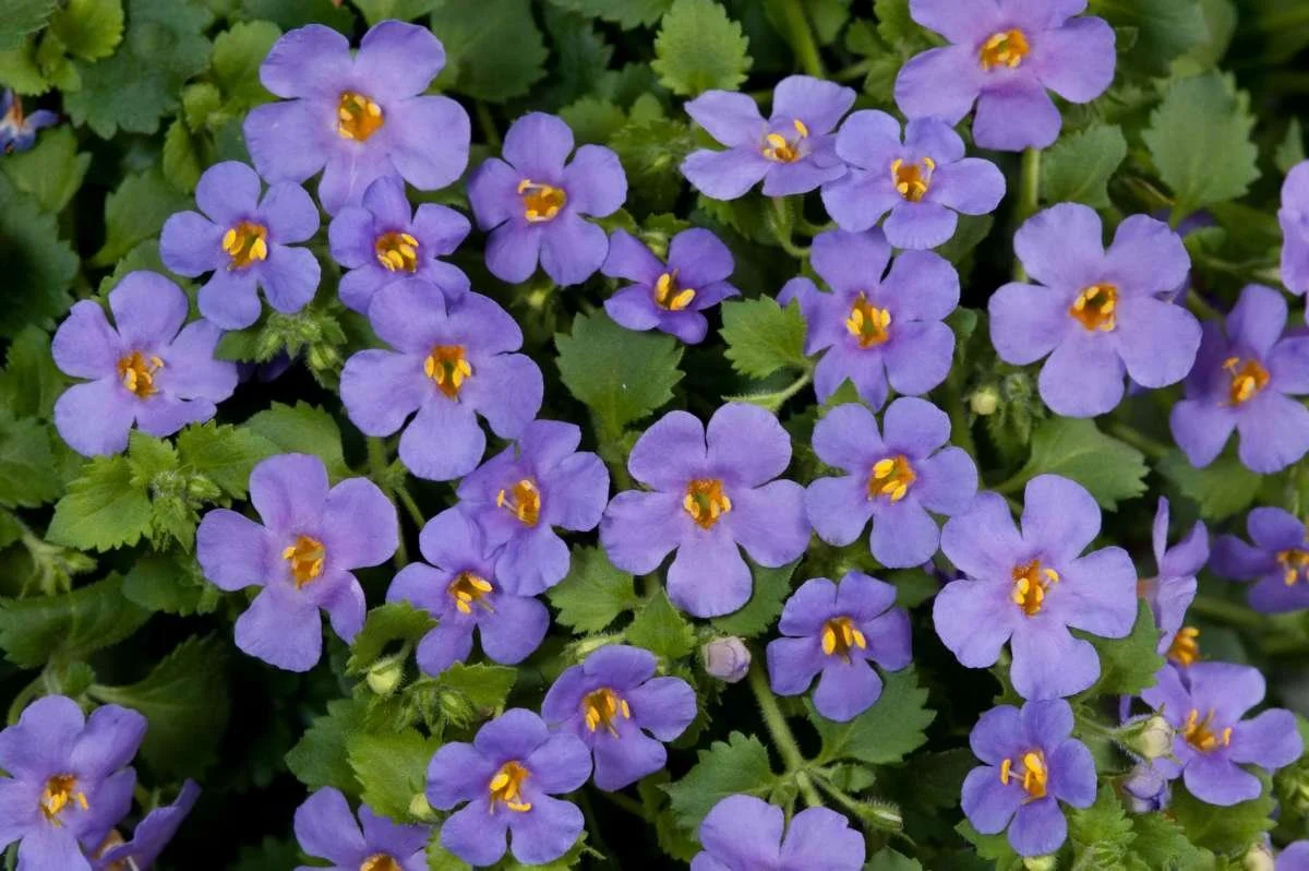 Bacopa Scopia Gulliver Blue