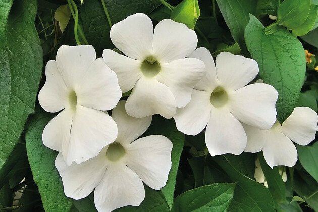 Thunbergia Sunny Susy White Wedding