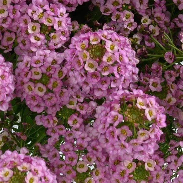 Lobularia Stream Rose