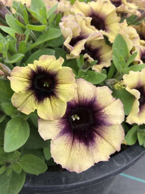 Surfinia Blackberries & Cream