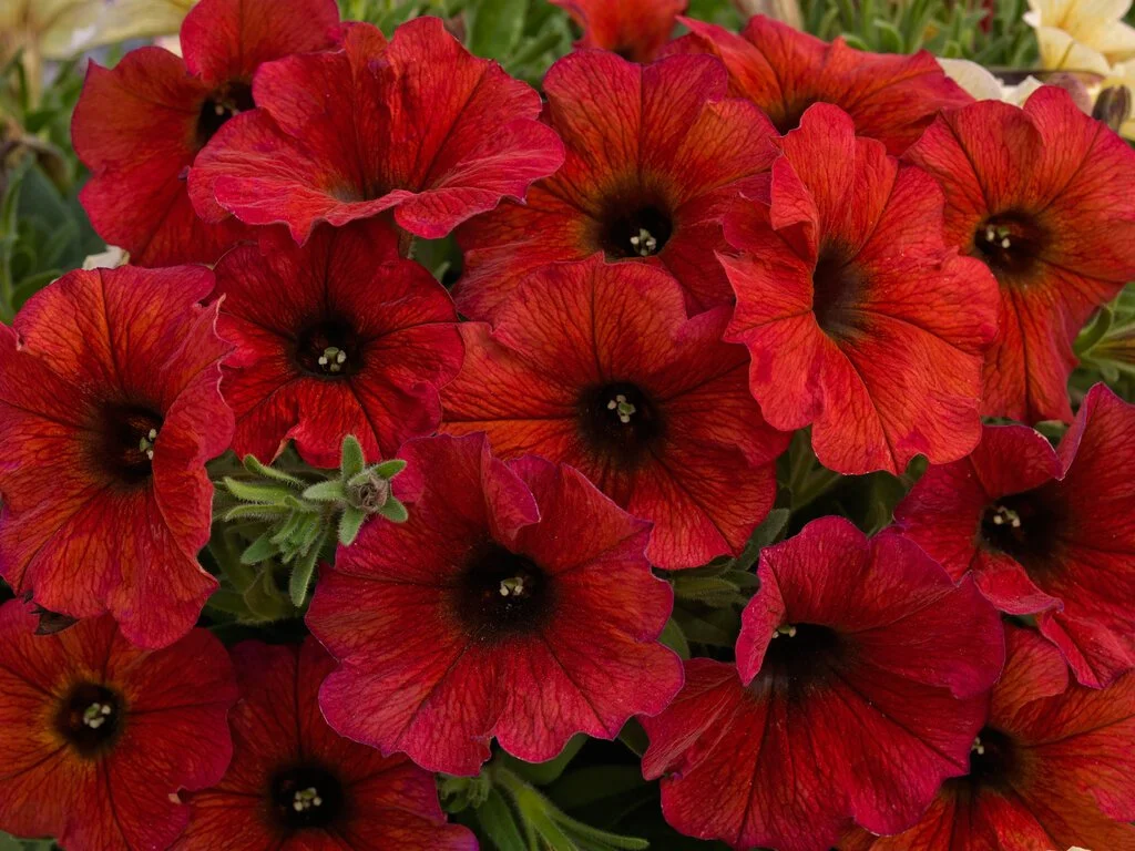 Supercal Premium Bordeaux