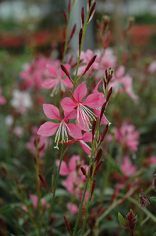 Gaura Ballerina Rose