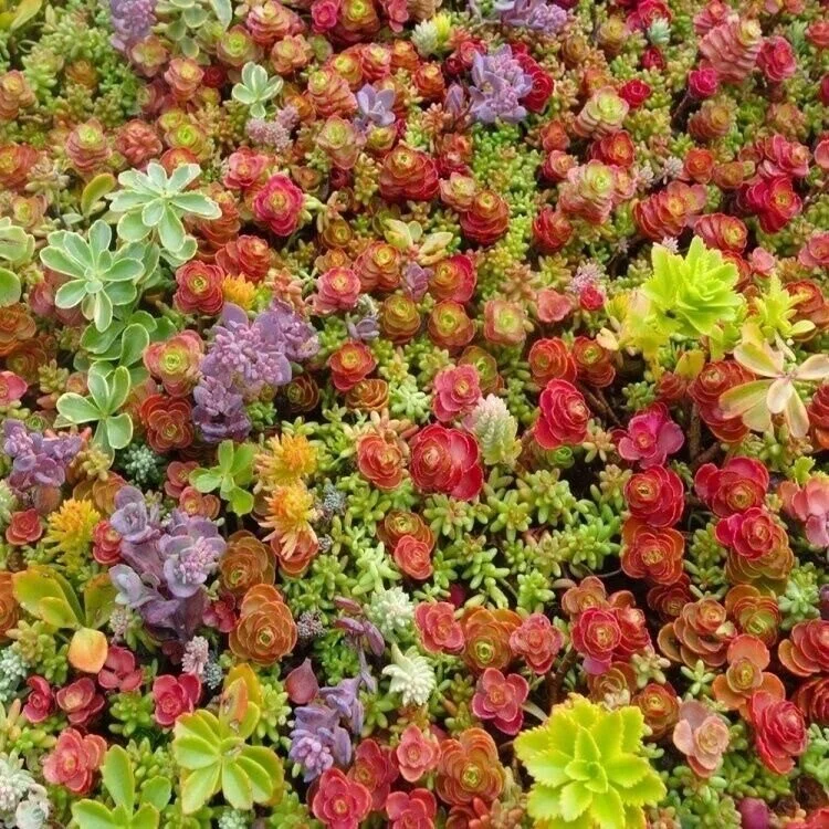 Sedum Creeping Mixed