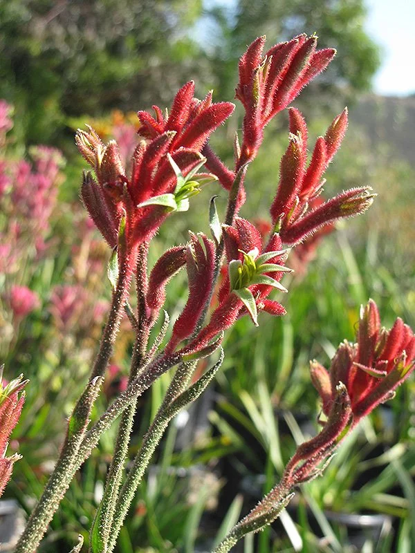 Anigozanthos Bush Ranger