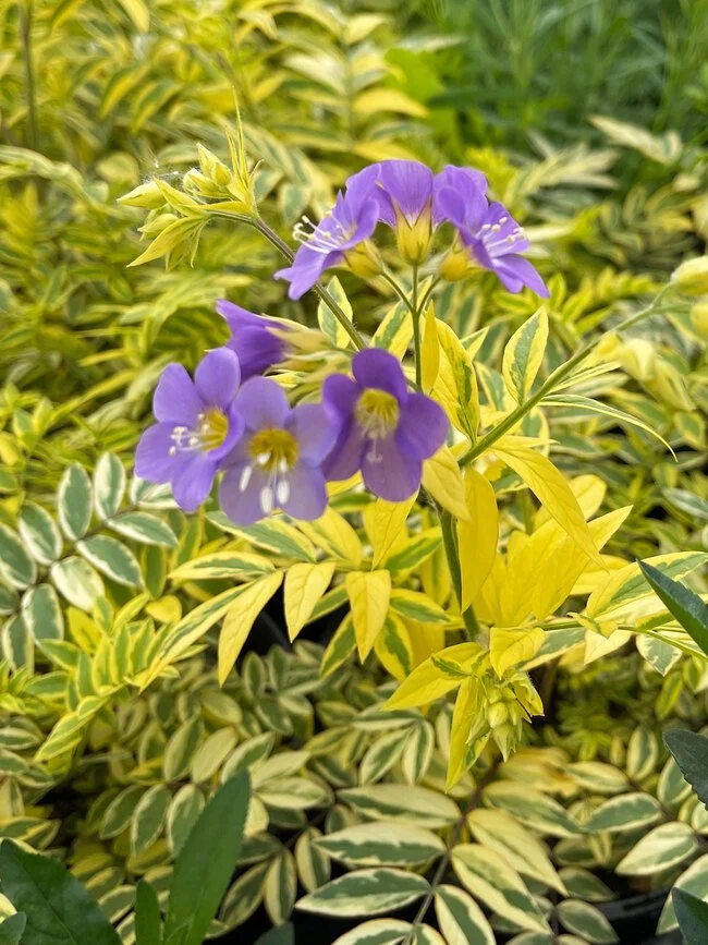 Polemonium Golden Feathers
