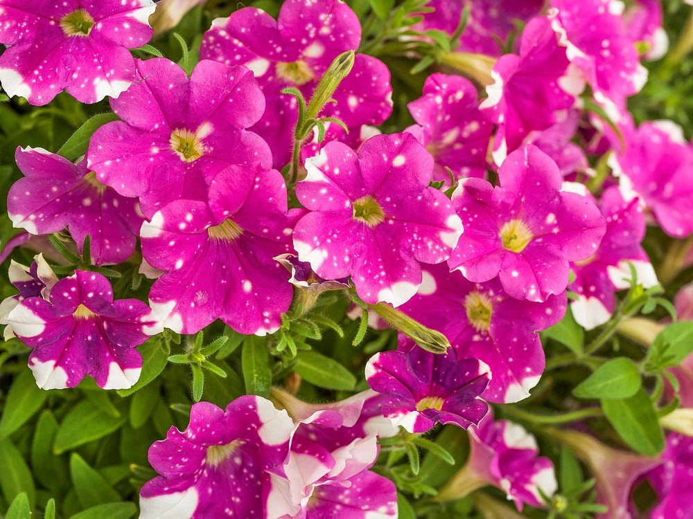 Splash Dance Rumba Rose