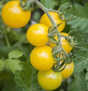 Lemon Cherry Tomato