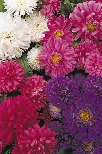Aster Ball Florist Mix