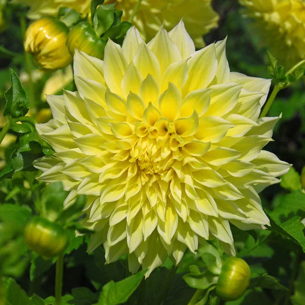 Dinnerplate Kevin Foodlight