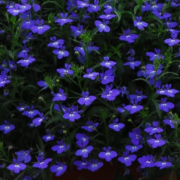 Lobelia Regretta Midnight Blue